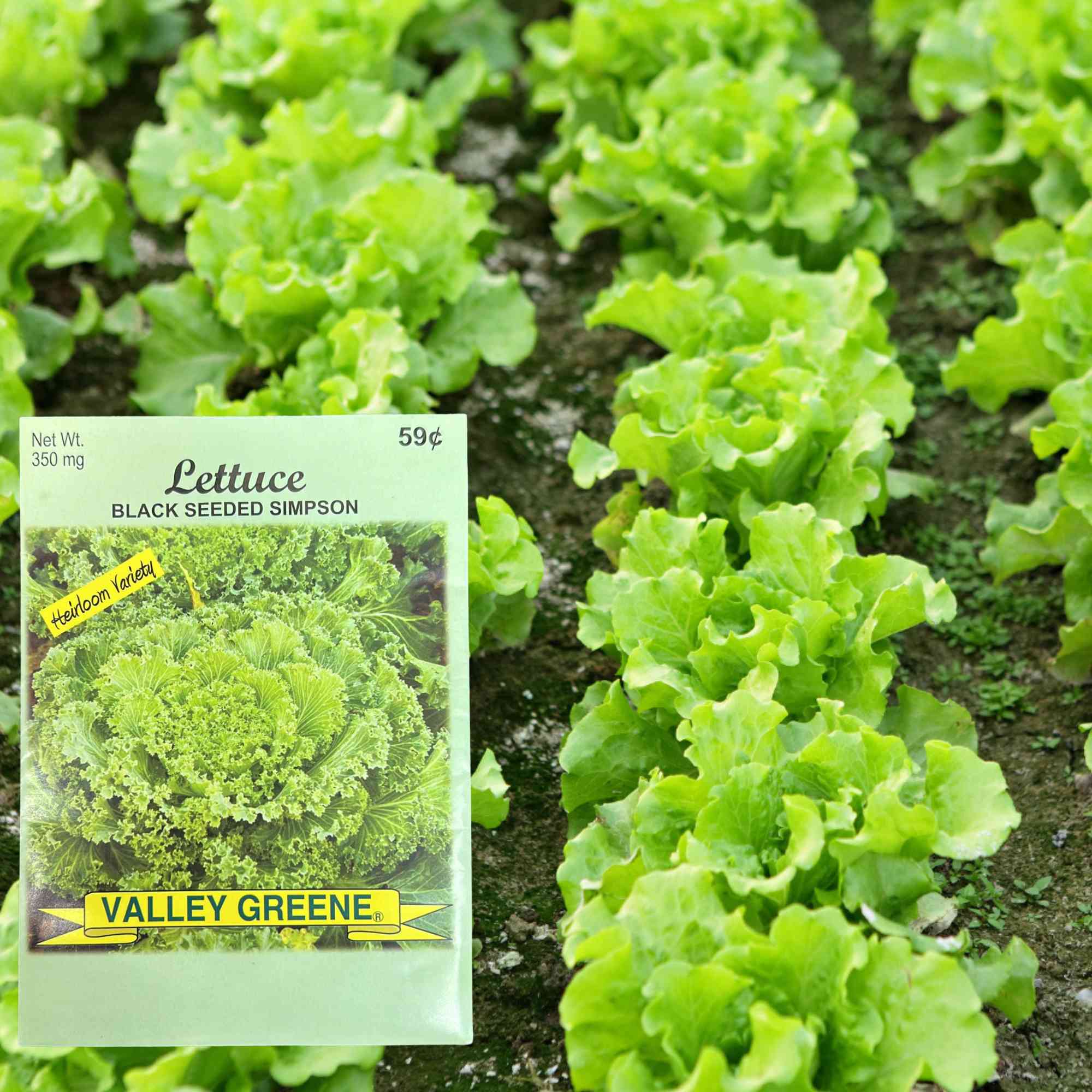 Valley Greene 350mg Lettuce Seeds – Black Seeded Simpson: 2 Pack product detail image
