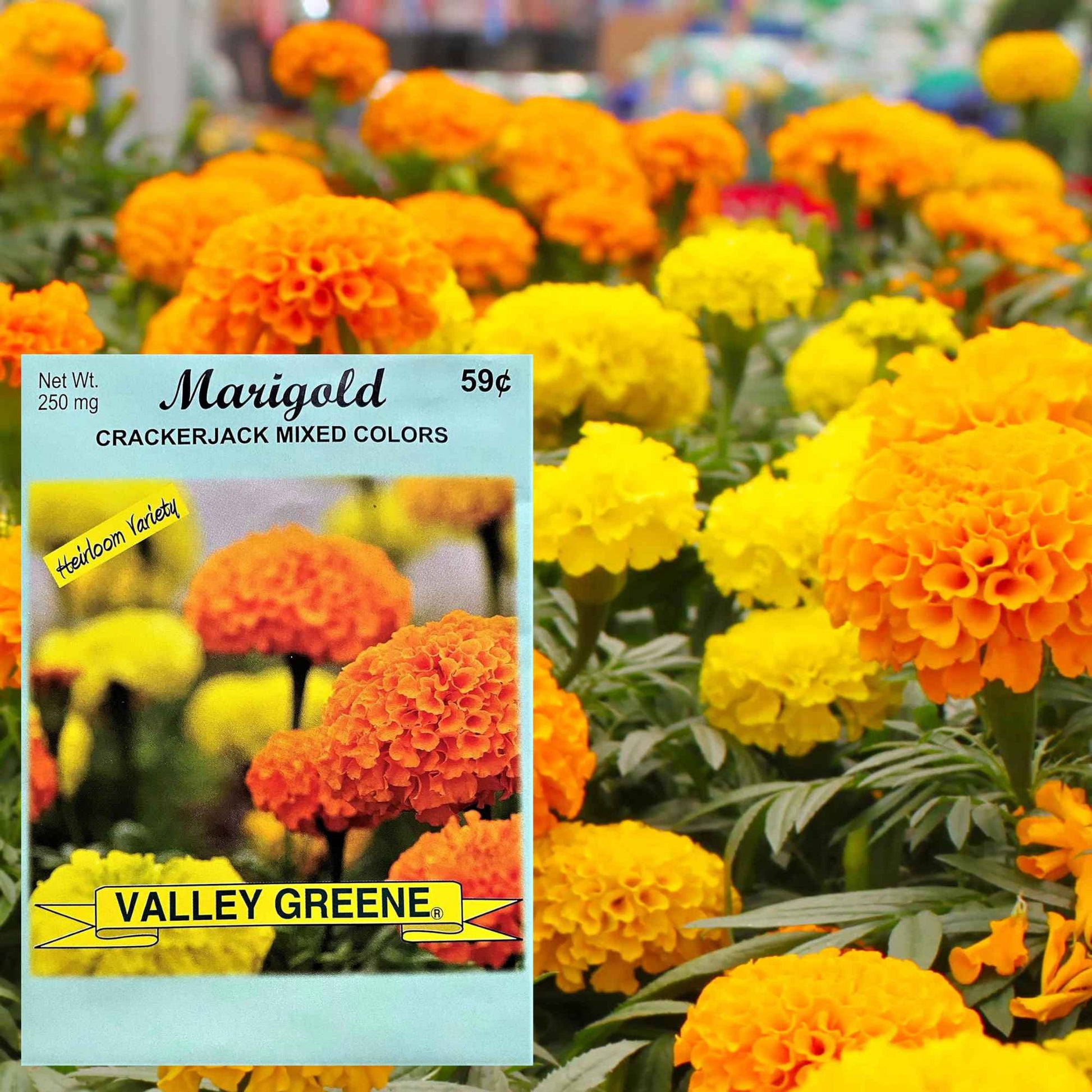 Valley Greene 250mg Marigold Seeds-Crackerjack Mixed Colors