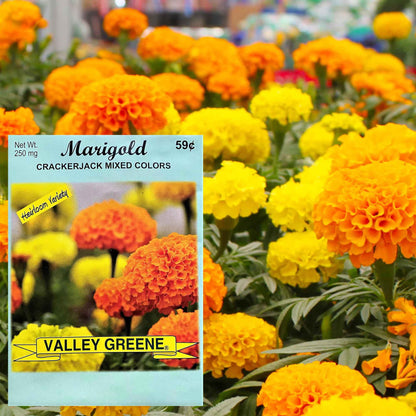 Valley Greene 250mg Marigold Seeds-Crackerjack Mixed Colors