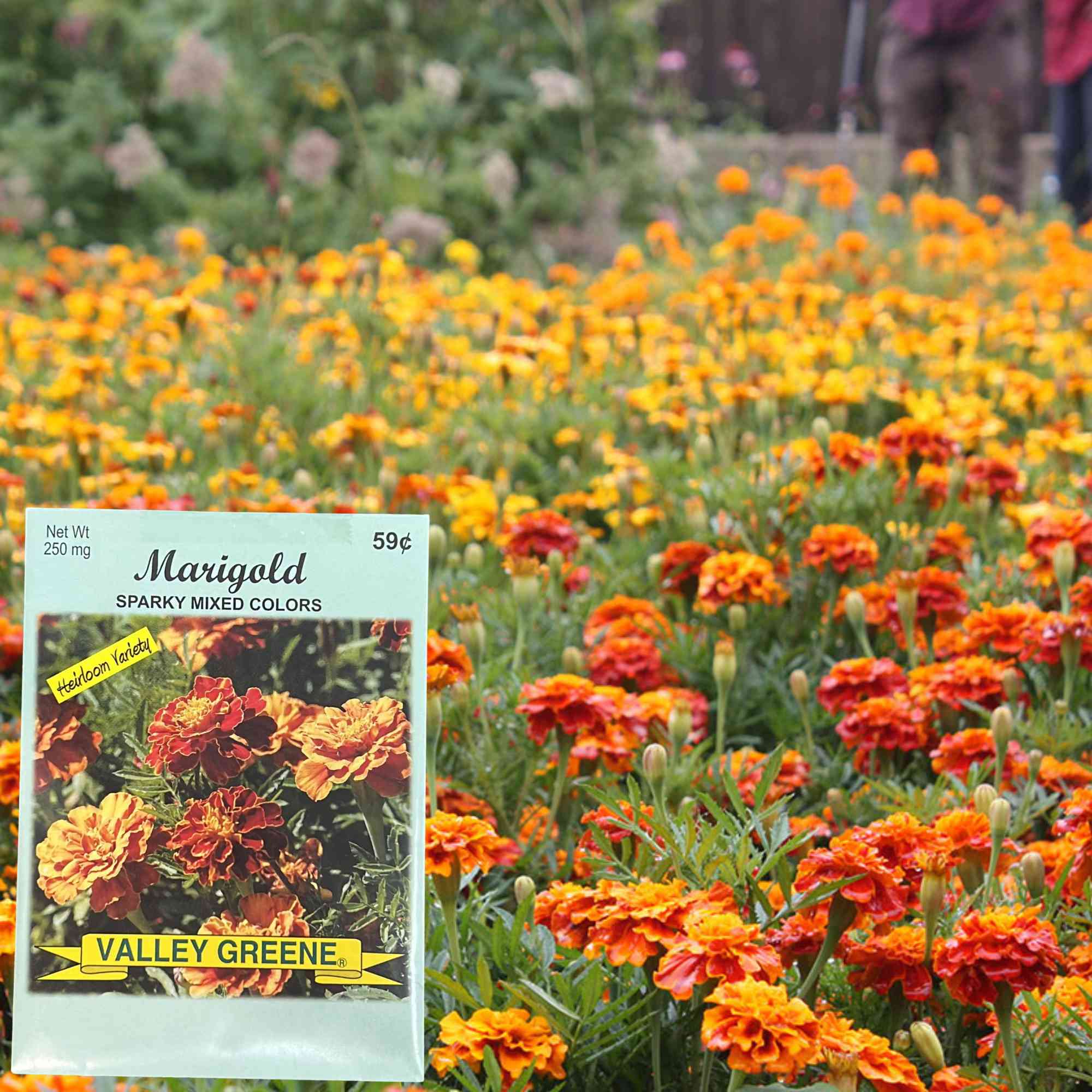Valley Greene 250mg Marigold Sparky Mixed Colors: 2 Pack Seeds product detail image