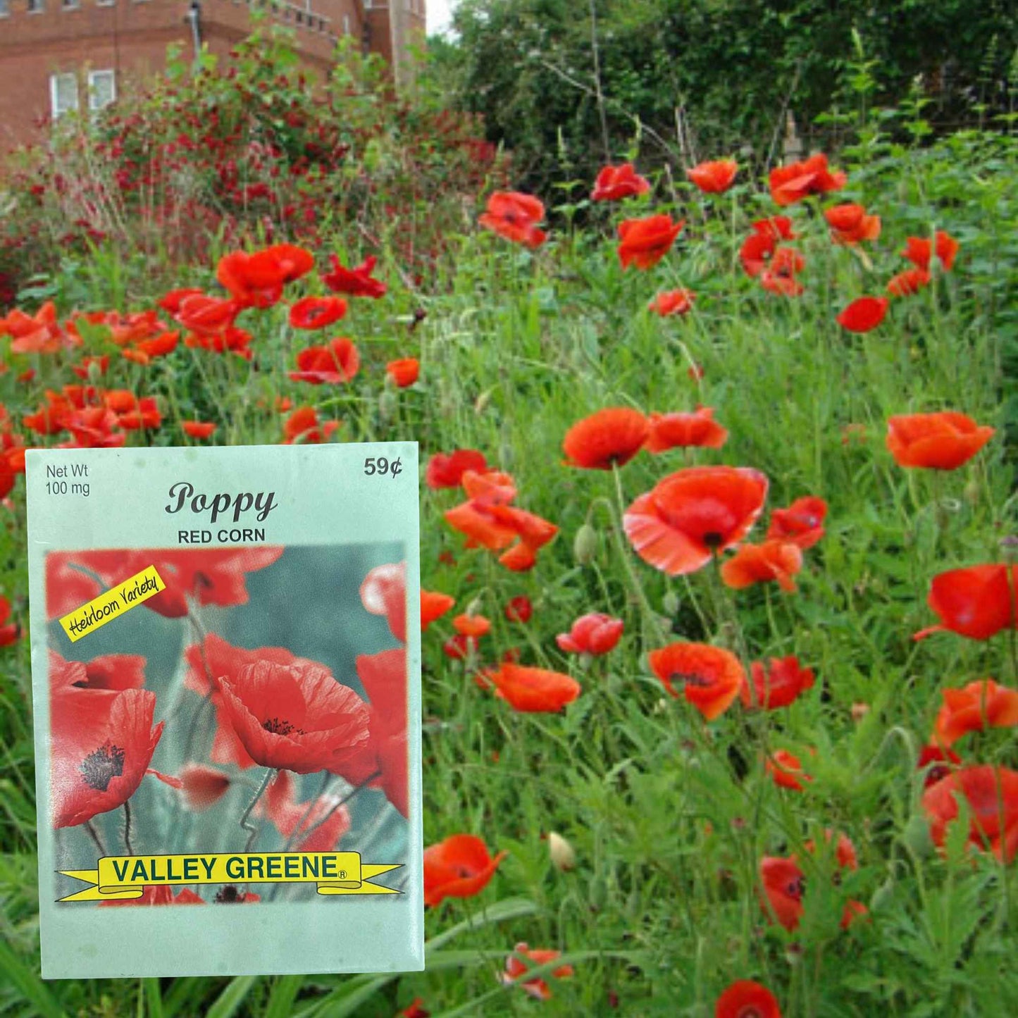 Valley Greene 100mg Red Corn Poppy Seeds 