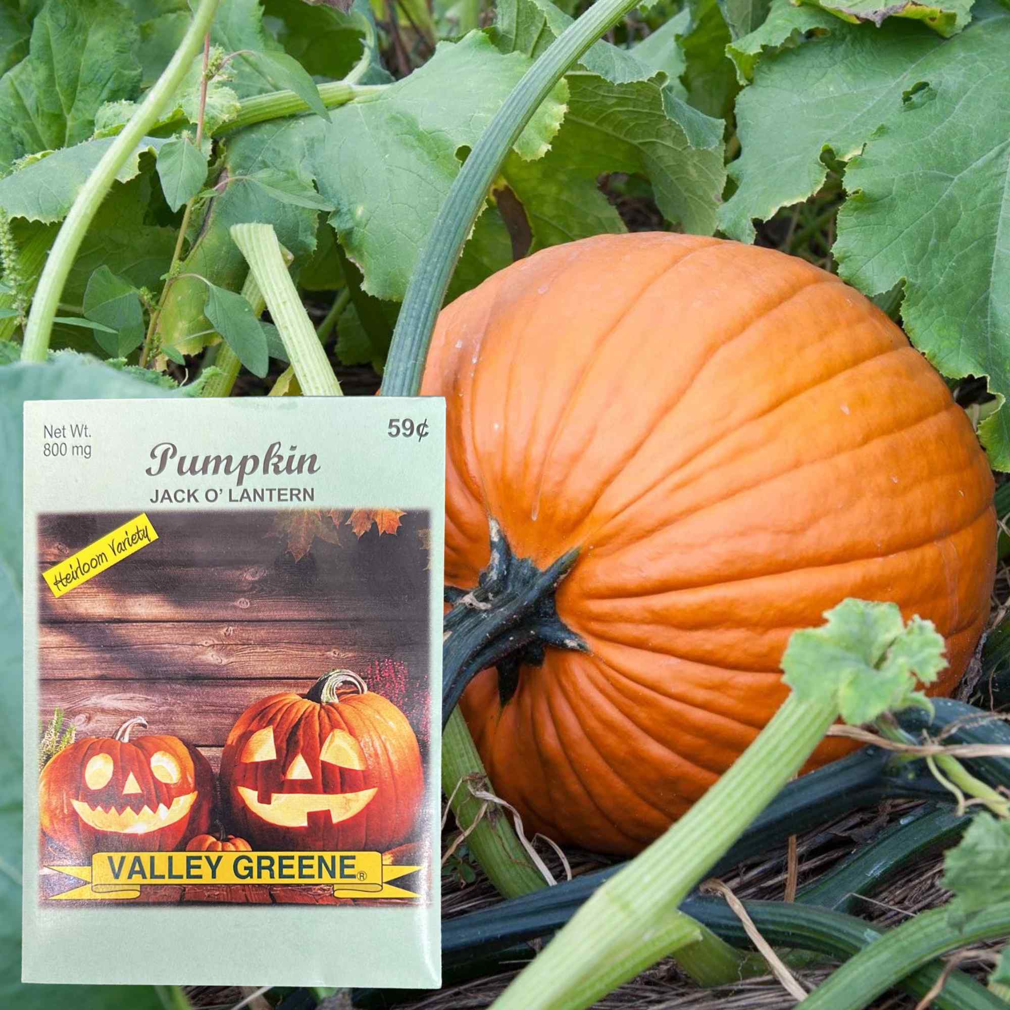 Valley Greene 800mg Pumpkin Seeds – Jack O'Lantern: 2 Pack product detail image