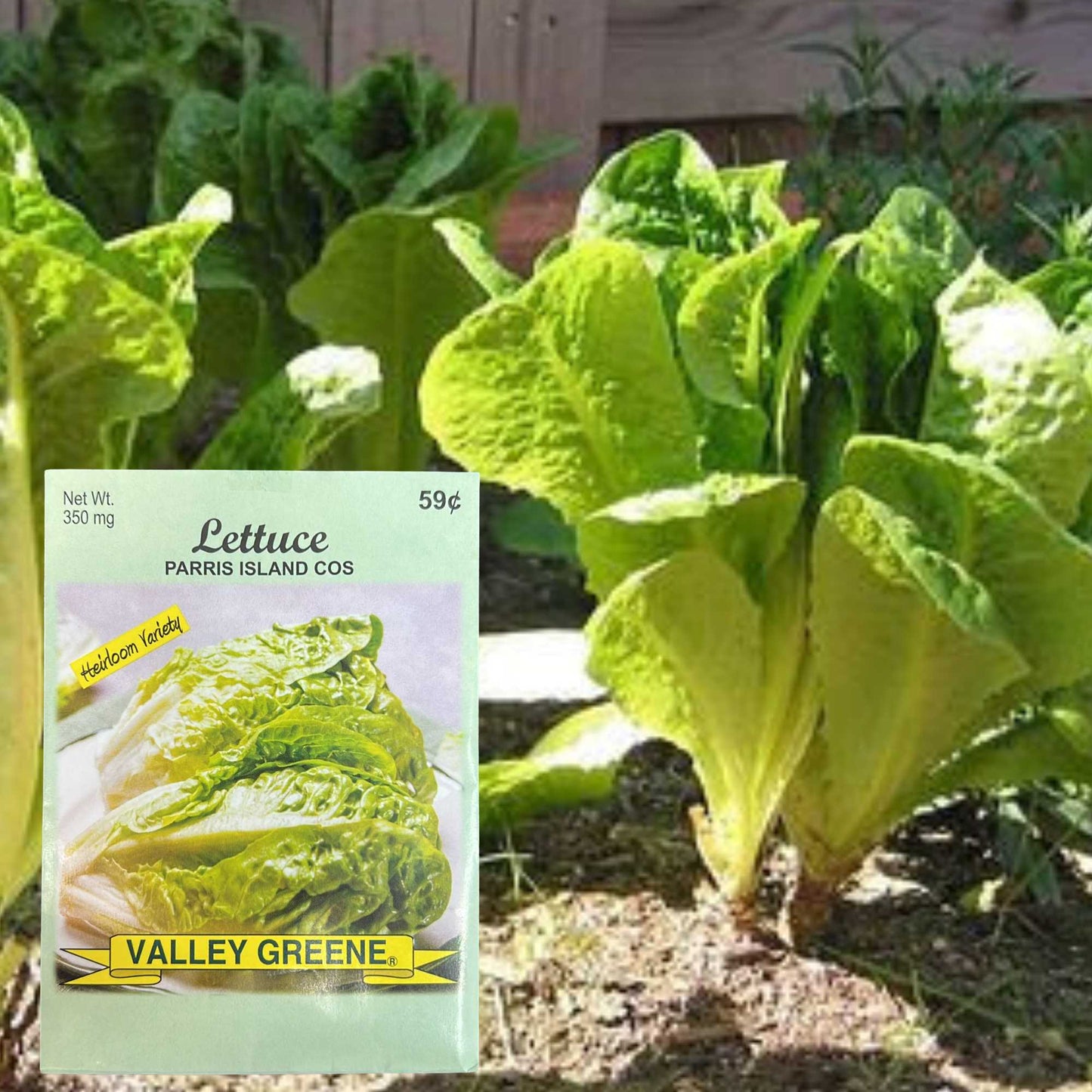 Valley Greene 350mg Lettuce Seeds – Parris Island Cos