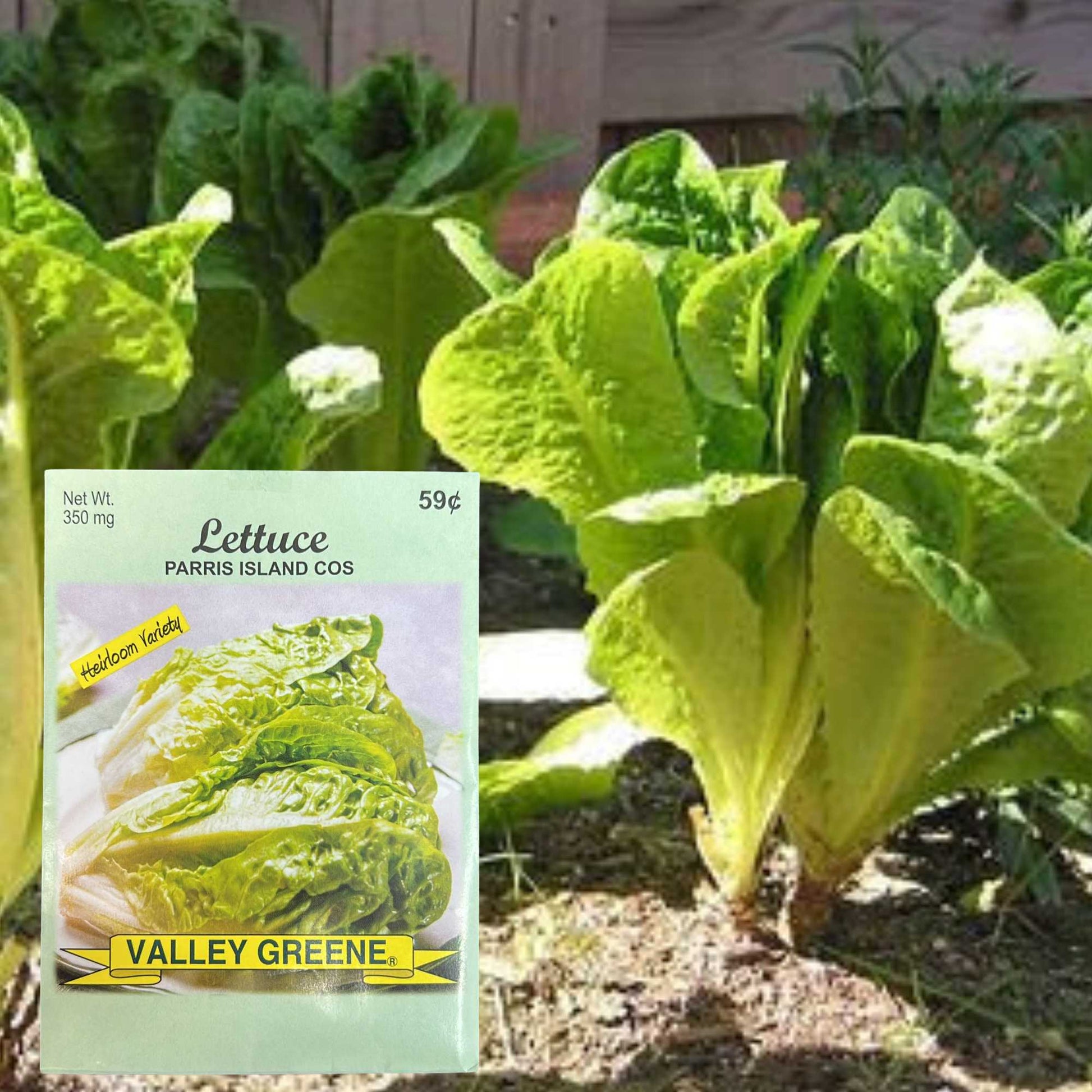 Valley Greene 350mg Lettuce Seeds – Parris Island Cos
