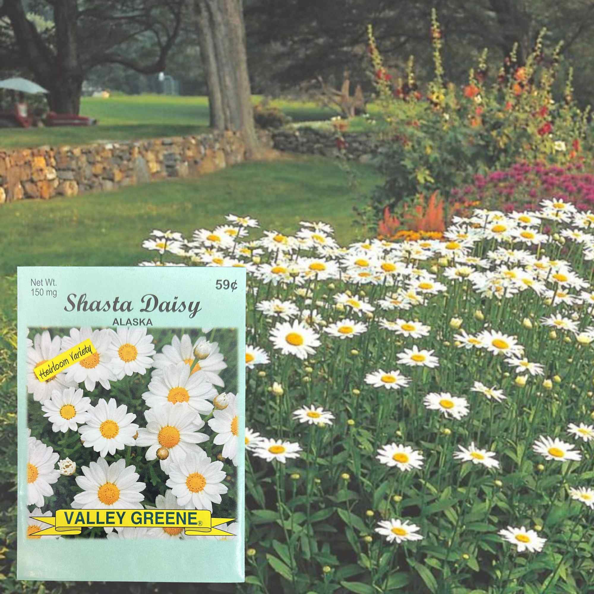 Valley Greene 150mg Shasta Daisy Alaska Seeds: 2 Pack product detail image