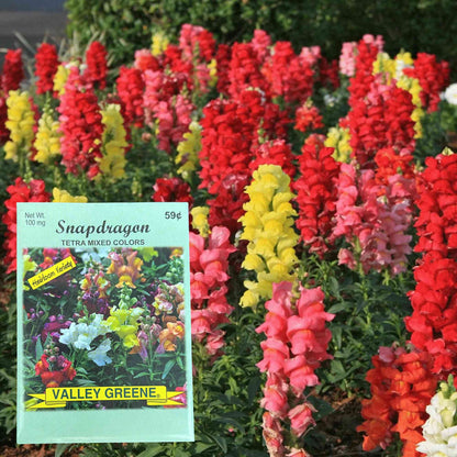 Valley Greene 100mg Snapdragon Tetra Mixed Colors Seeds