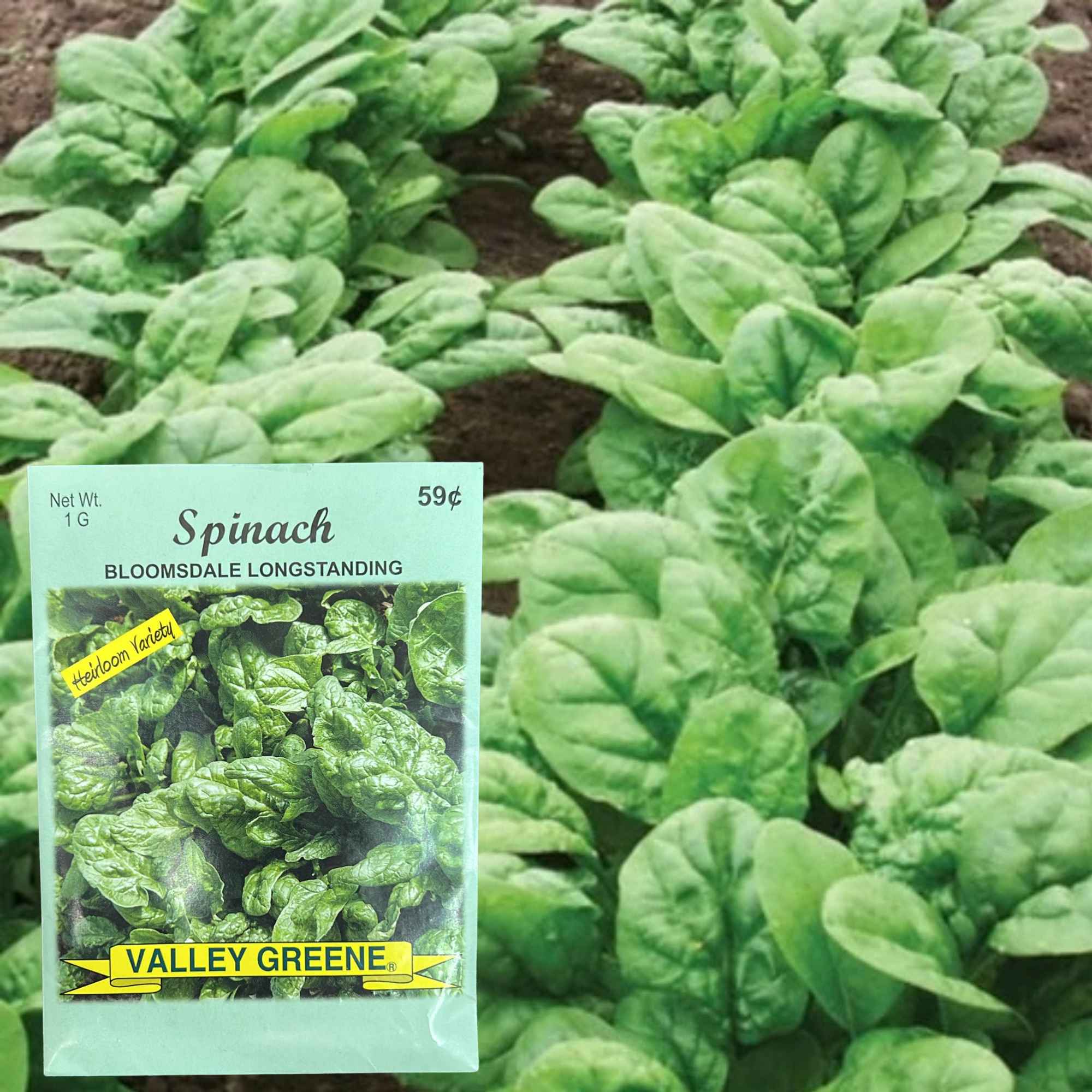 Valley Greene 1G Spinach Bloomsdale Longstanding: 2 Pack Seeds product detail image