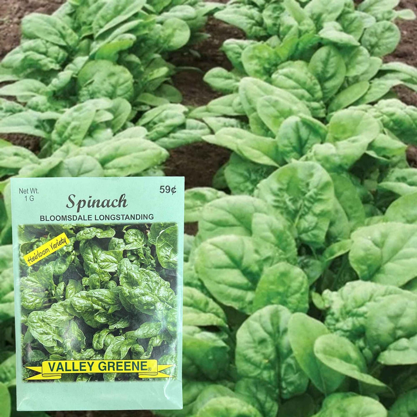 Valley Greene 1G Spinach Bloomsdale Longstanding
