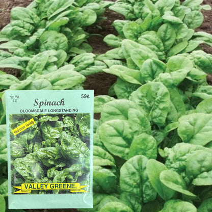 Valley Greene 1G Spinach Bloomsdale Longstanding