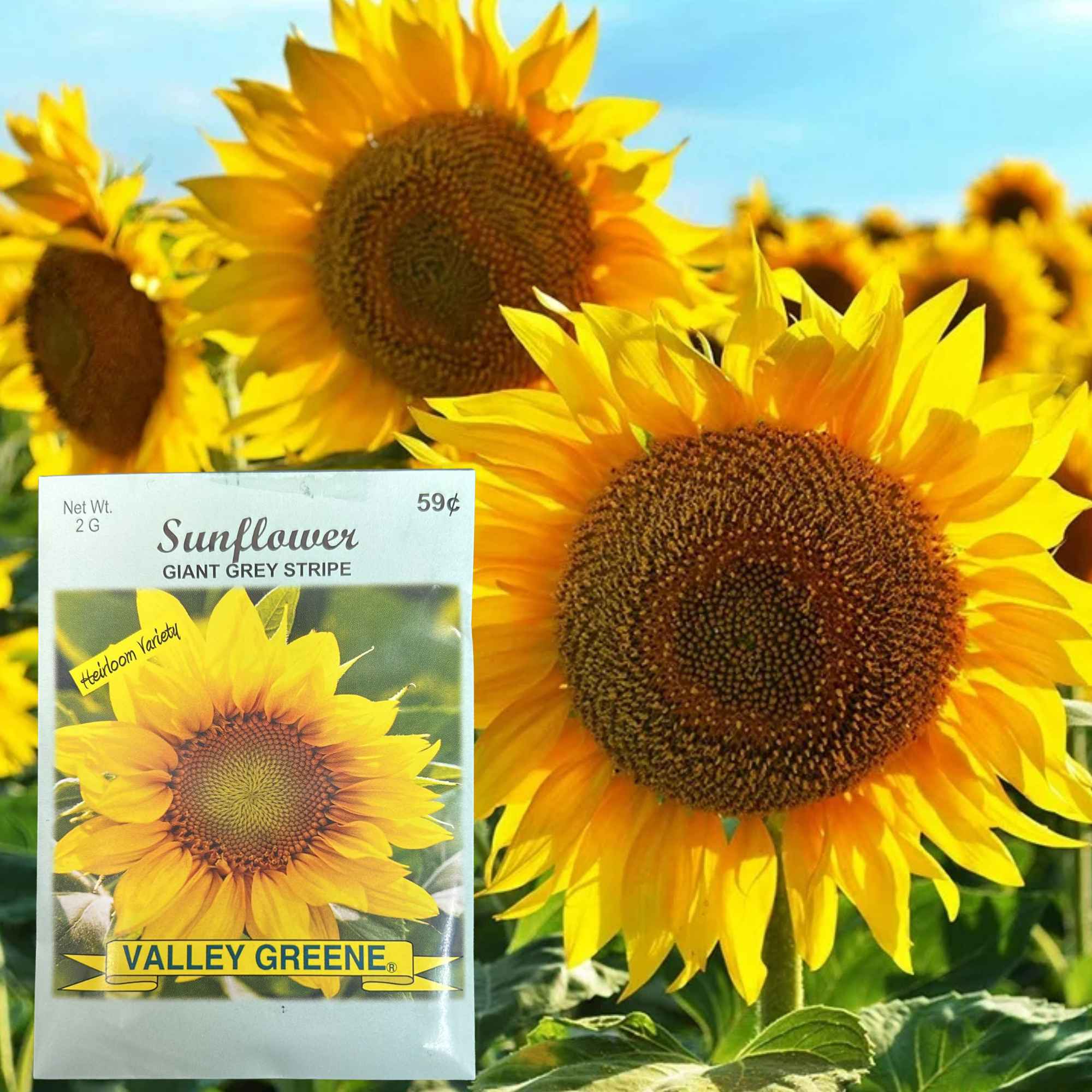 Valley Greene 2g Sunflower Seeds–Giant Grey Stripe: 2 Pack product detail image