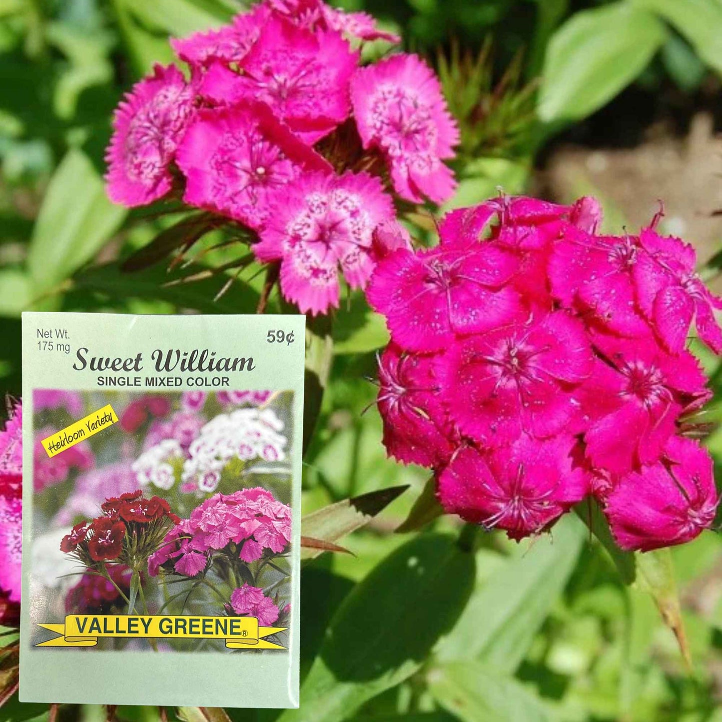 Valley Greene 175mg Sweet William Seeds–Single Color