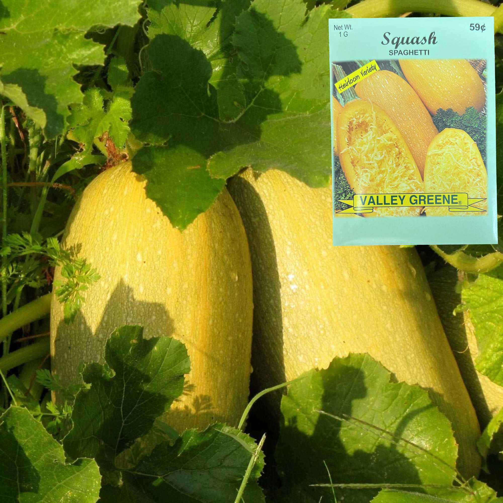 Valley Greene 1G Squash Spaghetti Seeds:2 Pack size and feature image