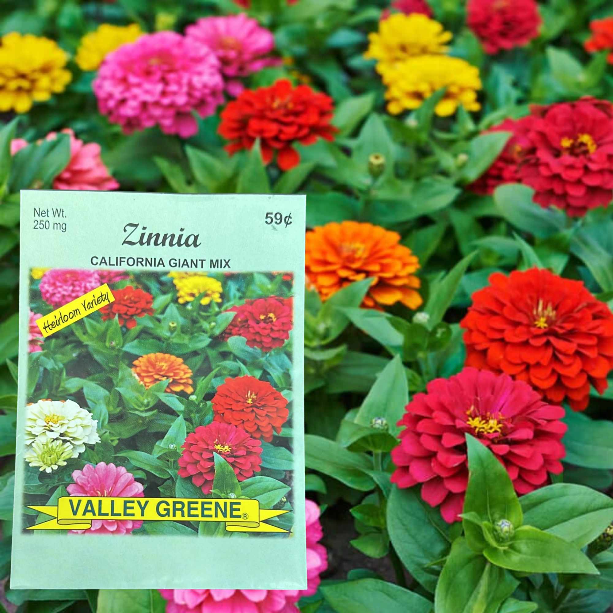 Valley Greene 250mg Zinnia Seeds – California Giant Mix: 2 Pack product detail image
