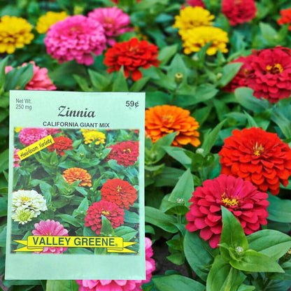 Valley Greene 250mg Zinnia Seeds – California Giant Mix