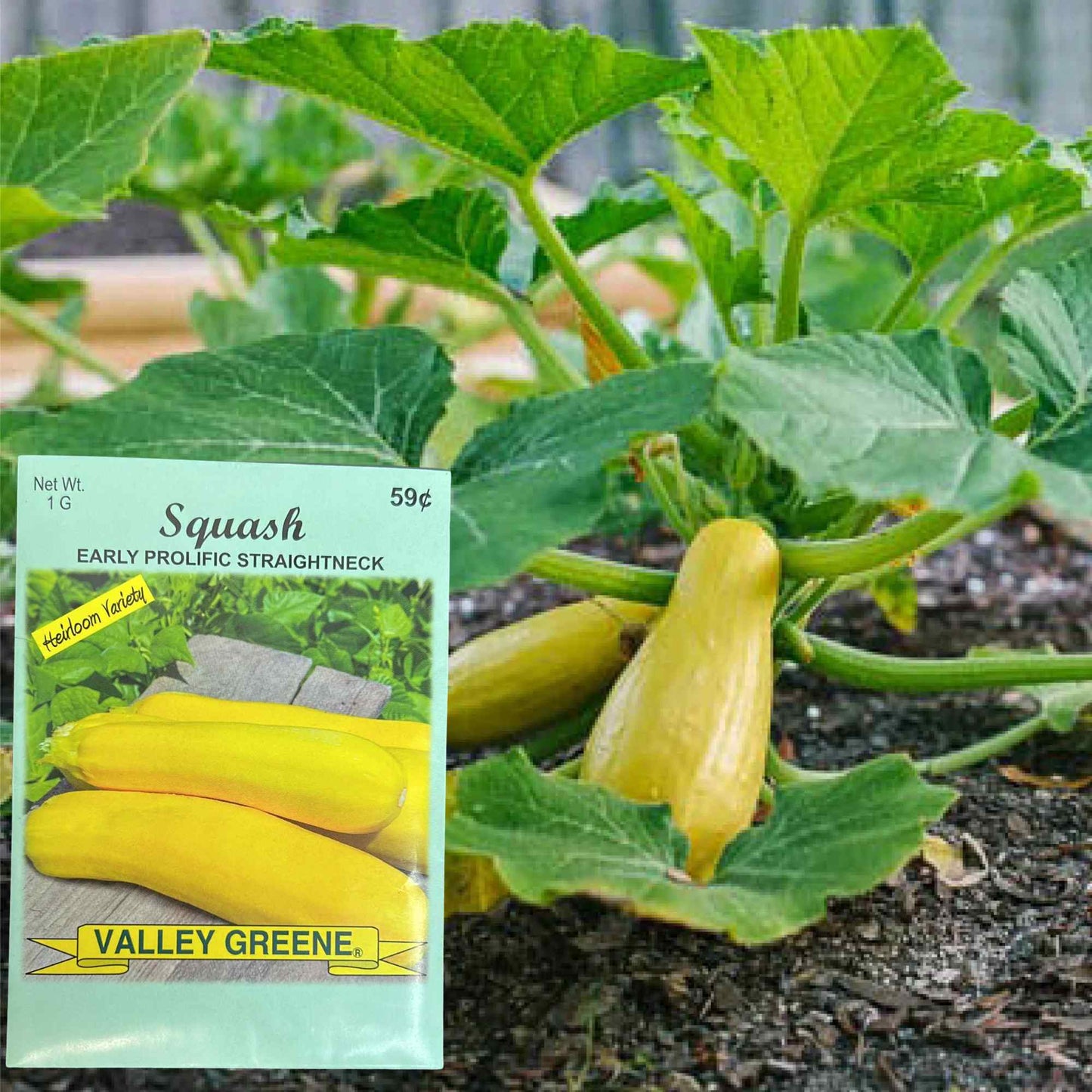 Valley Greene 1g Squash Early Prolific Straightneck Seeds