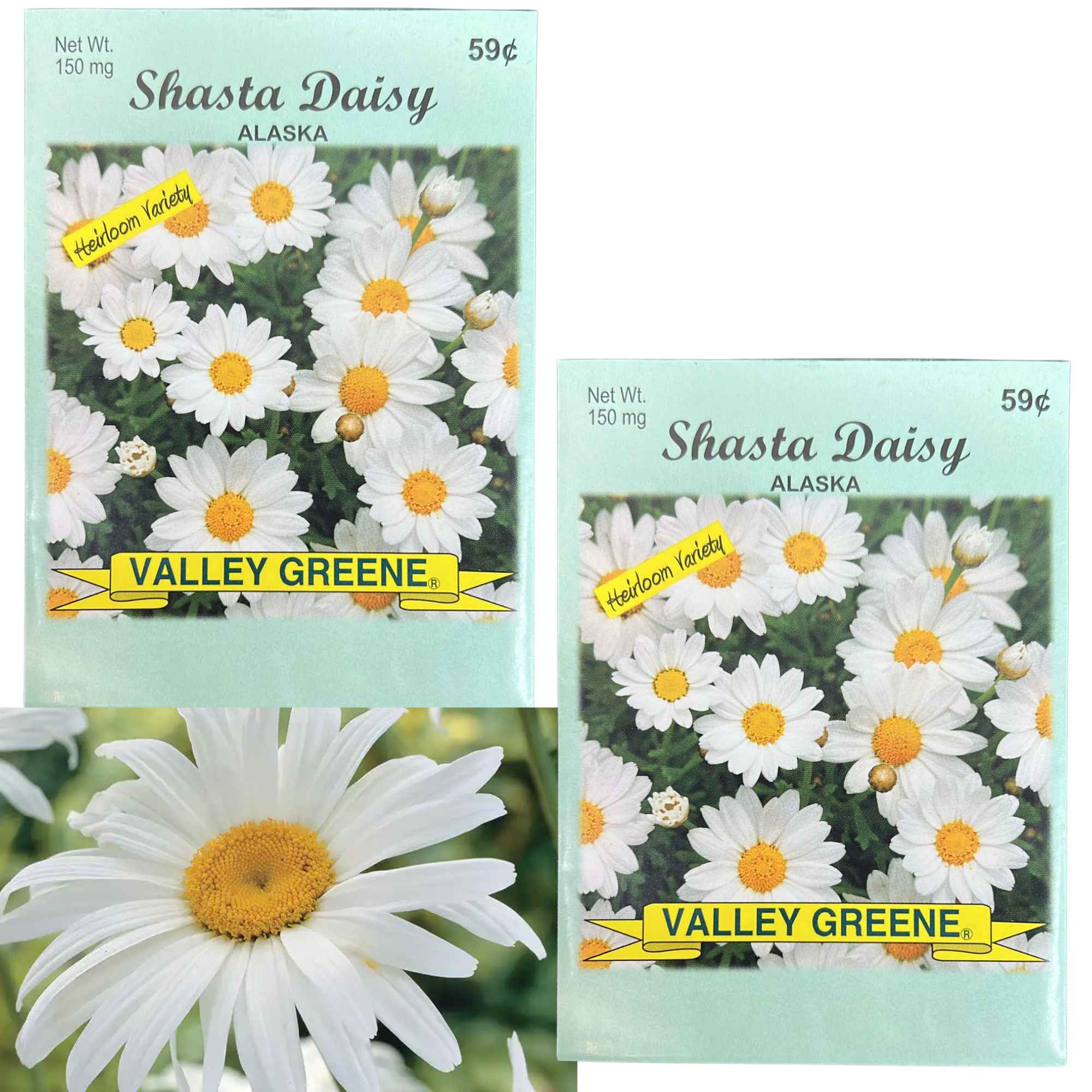 Valley Greene 150mg Shasta Daisy Alaska Seeds: 2 Pack main product image