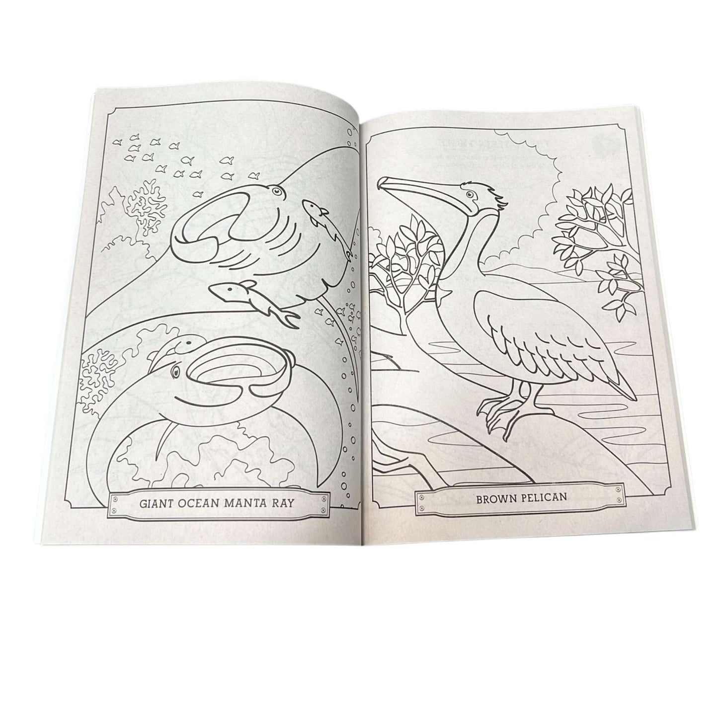 Wild Animal Kingdom Coloring & Activity Book – Kids Ages 4 to 8 Fun Learning Adventure Book