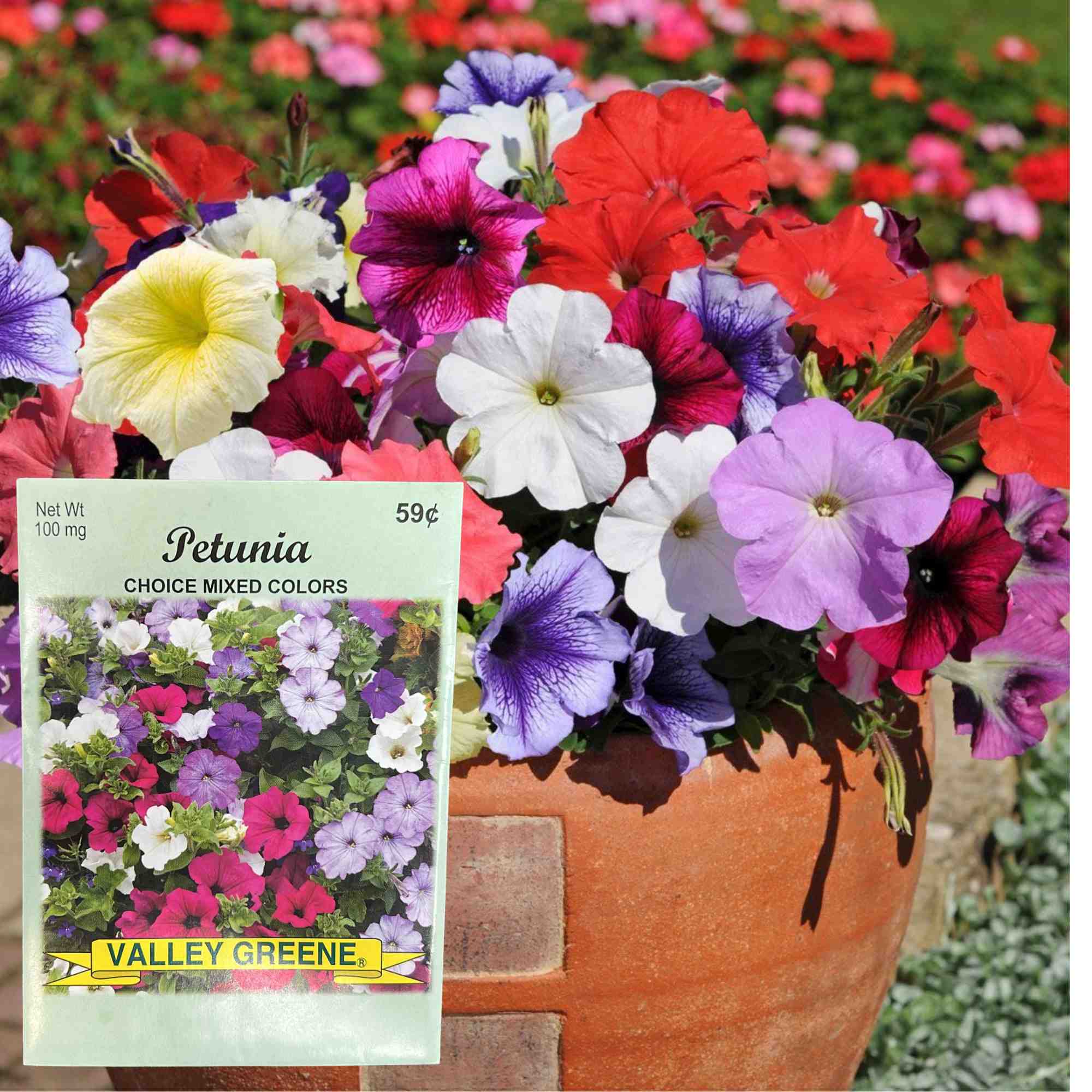 Valley Greene 100mg Petunia Seeds – Choice Mixed Colors: 2 Pack product detail image