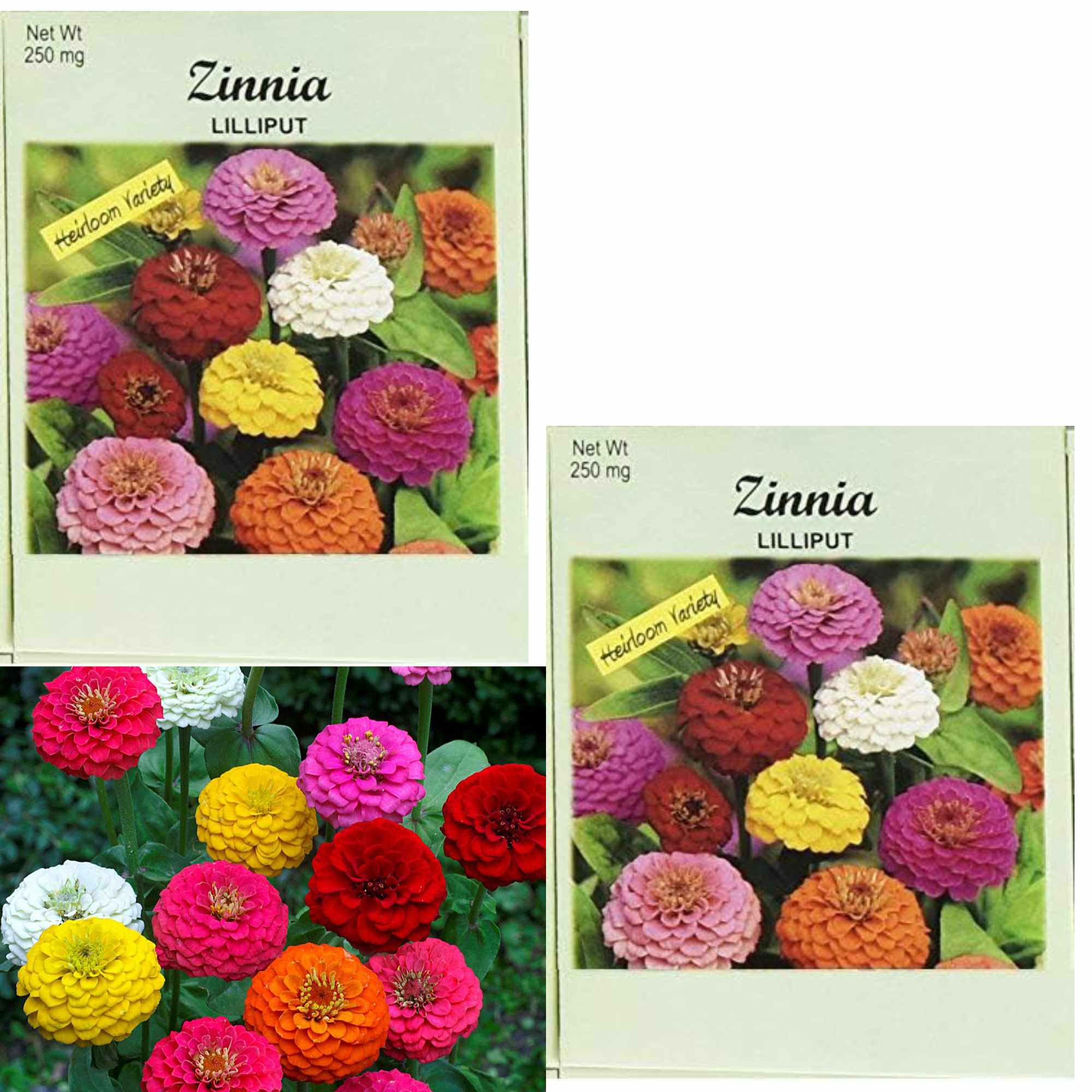Valley Greene 250mg Zinnia Seeds – Lilliput Mix: 2 Pack main product image